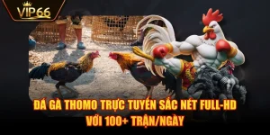 Đá Gà Thomo Trực Tuyến Sắc Nét Full-HD Với 100+ Trận/Ngày