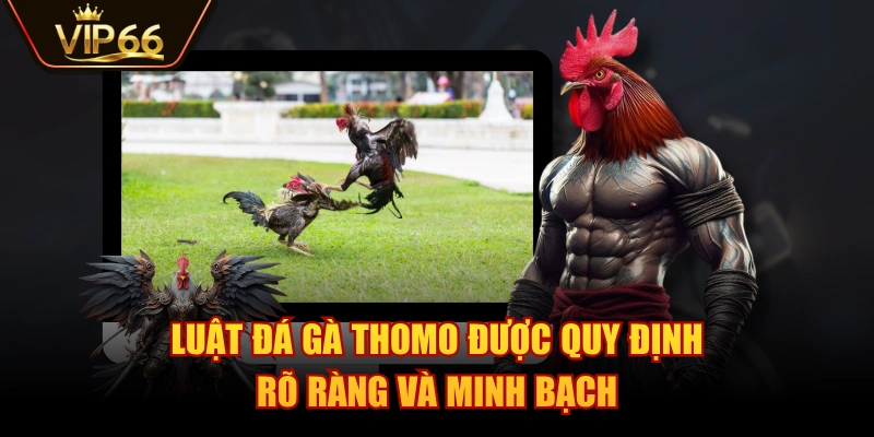 Luật đá gà Thomo được quy định rõ ràng và minh bạch