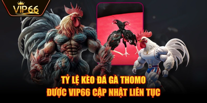 Tỷ lệ kèo đá gà Thomo được VIP66 cập nhật liên tục
